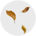feuilles