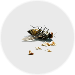 insectes
